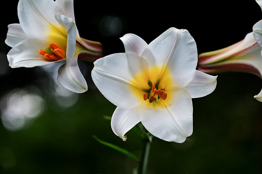 Close-up of white David lilies with yellow centers and orange stamens