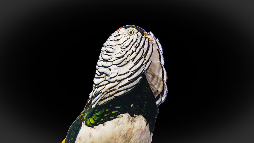 Close-up of a colorful bird with white and green feathers on black background