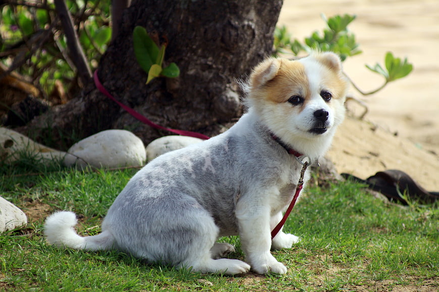 Cute fluffy puppy sitting on grass near tree