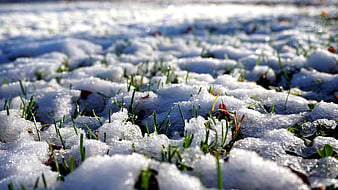 Close-up of green grass blades poking through sparkling winter snow
