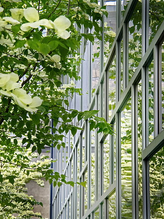 White dogwood flowers framing modern glass office building facade