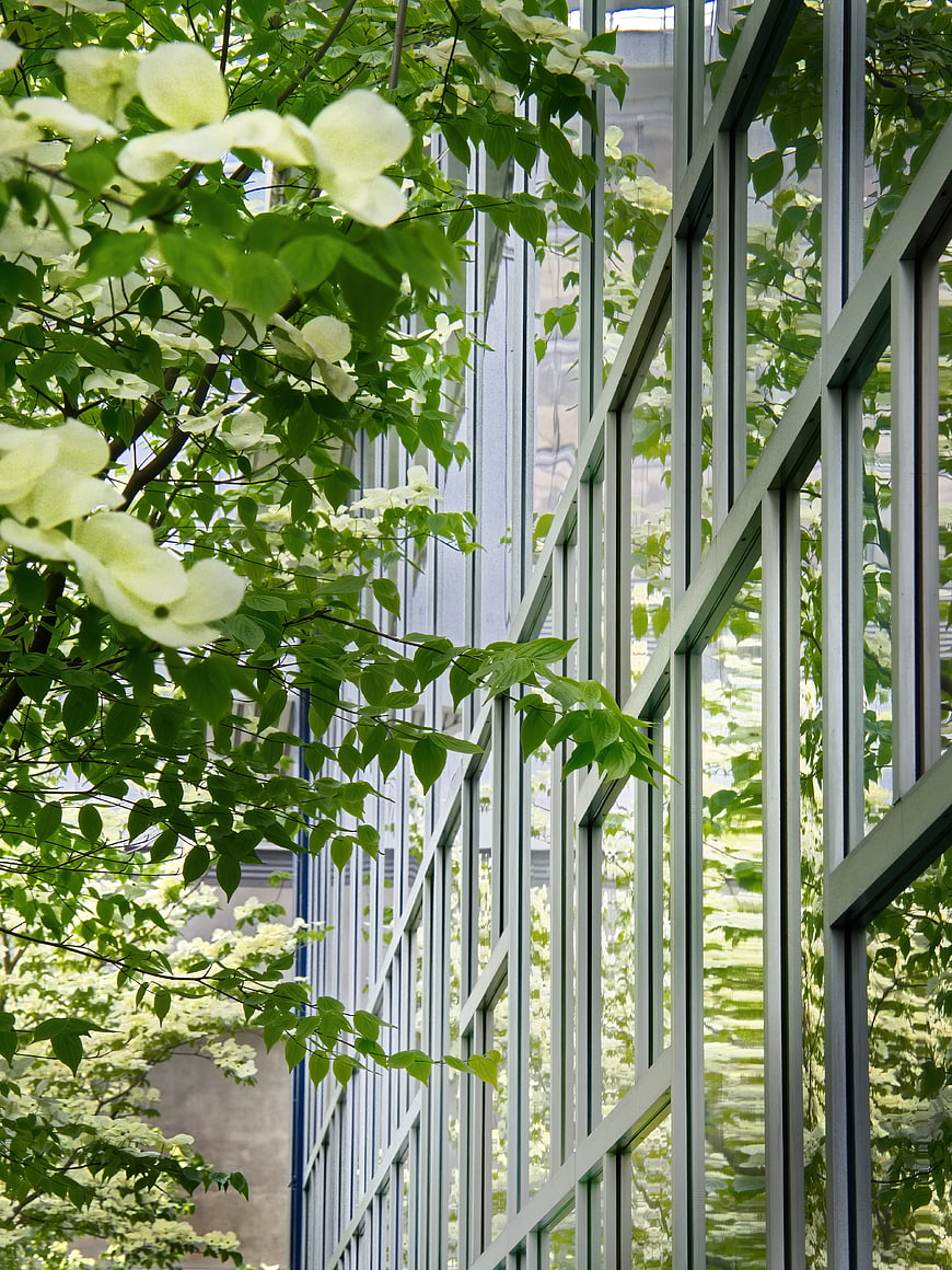 White dogwood flowers framing modern glass office building facade