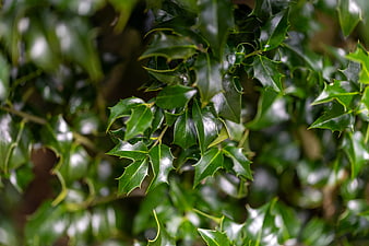 Close-up of glossy green holly leaves with spiky edges