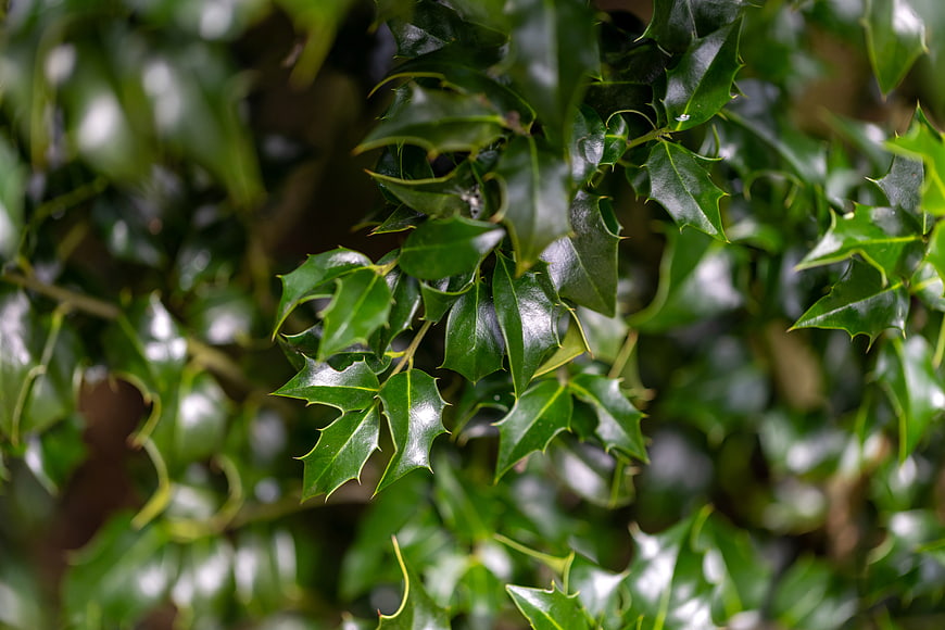 Close-up of glossy green holly leaves with spiky edges