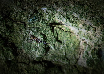 Close-up of a brown spider on mossy rock at night