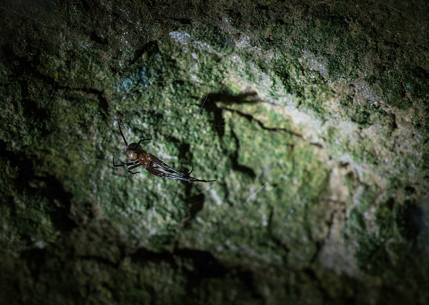 Close-up of a brown spider on mossy rock at night