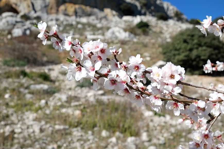 White almond blossoms on a branch against a rocky hillside