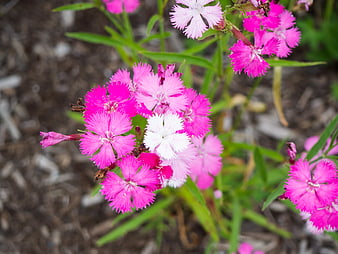 Vibrant Pink and White Dianthus Flowers in Garden