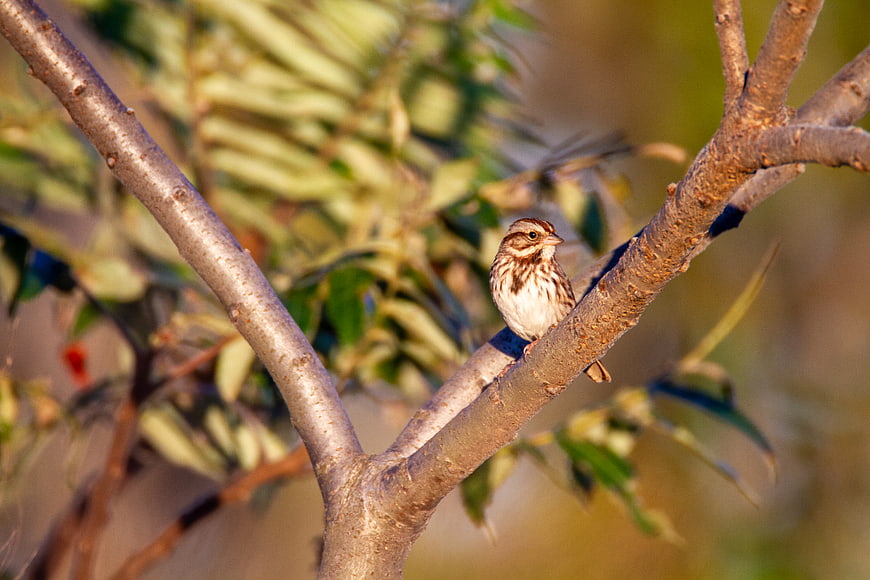 Small Sparrow Perched on Tree Branch in Sunlight