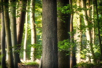 European Beech Tree Trunk In Sunlit Forest