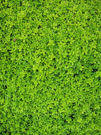 Top View of Dense Green Creeping Jenny Ground Cover