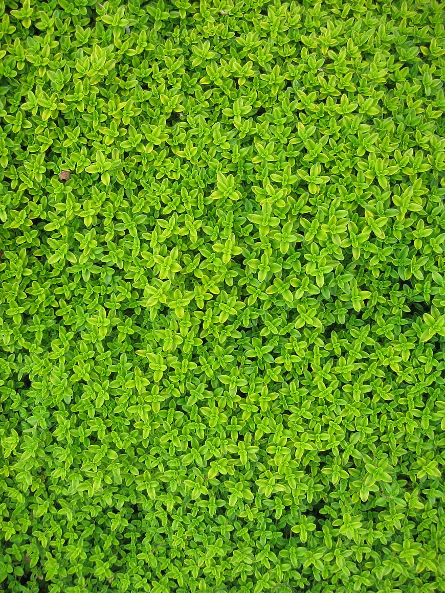Top View of Dense Green Creeping Jenny Ground Cover