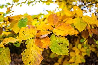 Close-up of vibrant yellow and orange autumn leaves on a branch