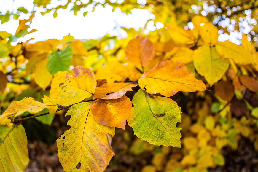 Close-up of vibrant yellow and orange autumn leaves on a branch