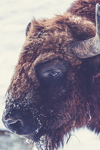 Close-up portrait of a bison in snowy winter landscape