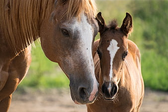 Mother Horse and Foal Close-Up Portrait in Nature