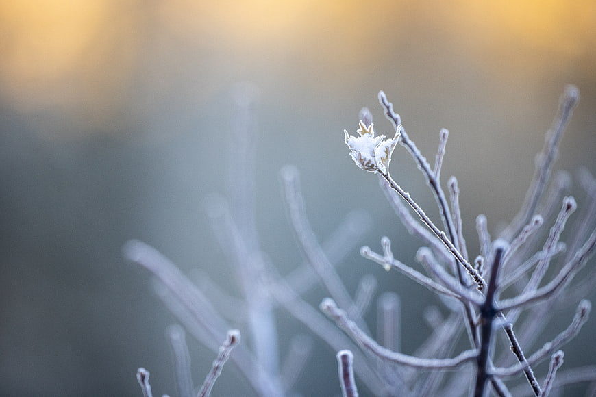 Frost-covered plant branch with golden bokeh background