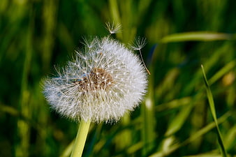 Close-up of a white dandelion seed head in green grass