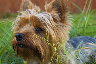 Close-up of a Yorkshire Terrier in Green Grass