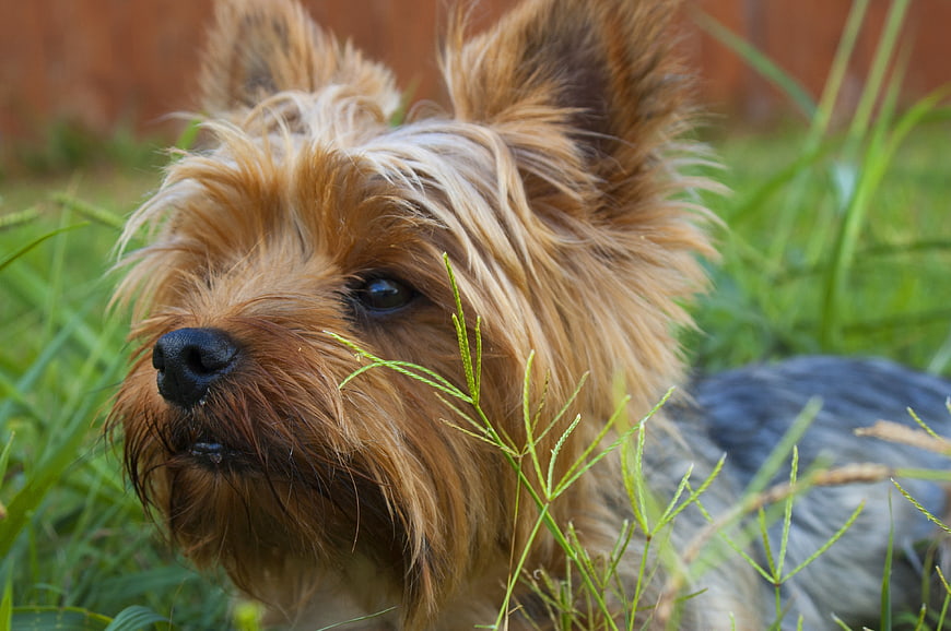 Close-up of a Yorkshire Terrier in Green Grass