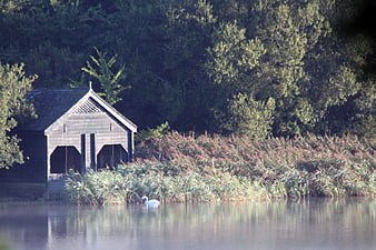 Serene Lake Scene with Wooden Boathouse and Swimming Swan