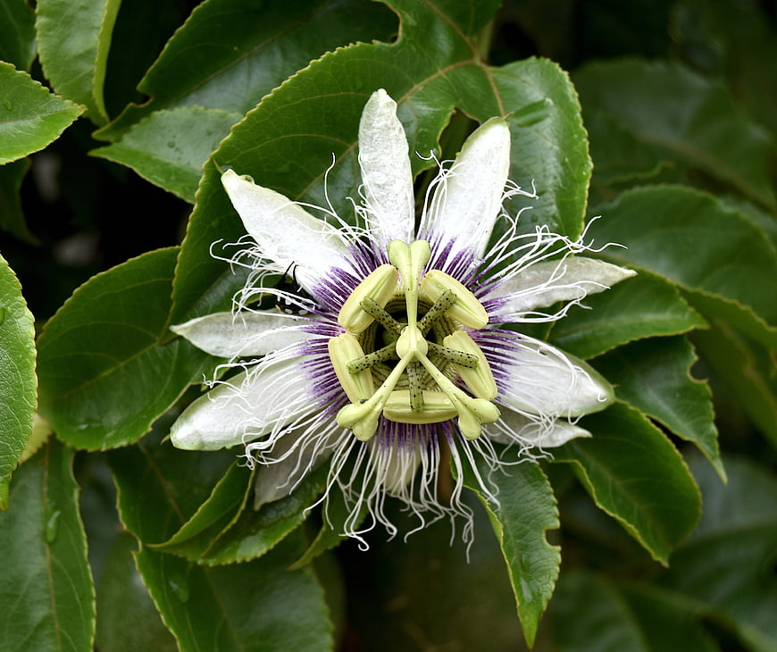 Close-up of a white and purple passion flower with green leaves
