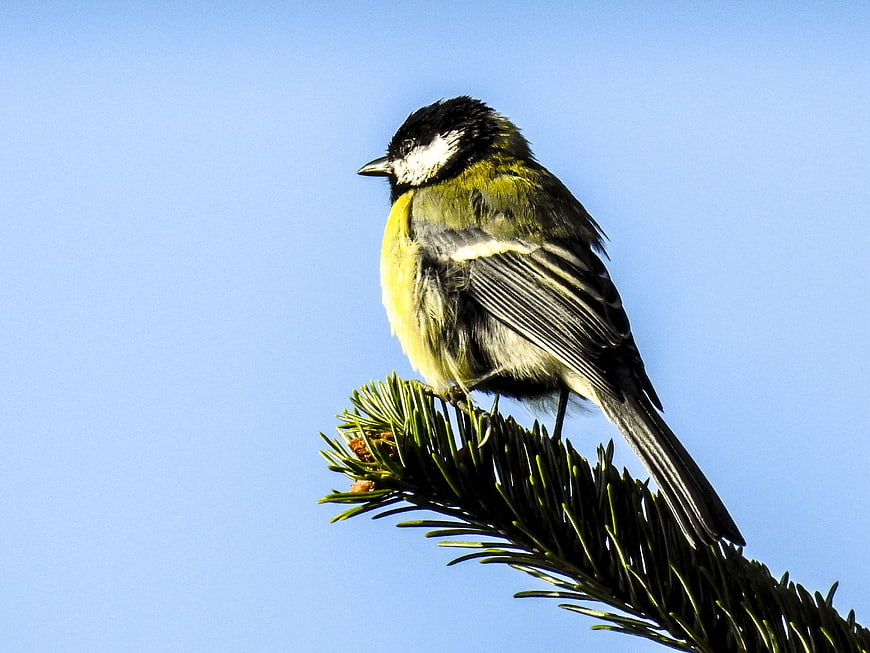 Great Tit perched on pine branch against blue sky