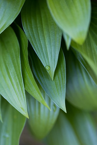 Close-up of green hosta leaves with a water droplet