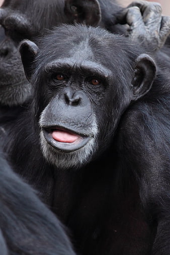 Close-up portrait of a chimpanzee with expressive eyes