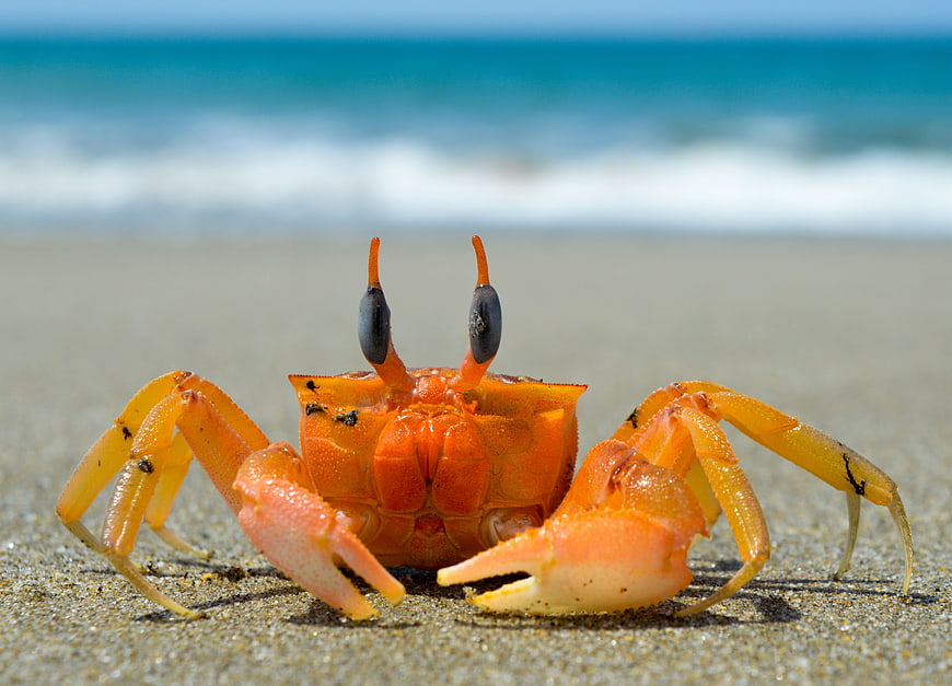 Close-up of Orange Ghost Crab on Sandy Beach