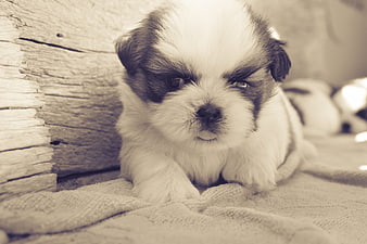 Cute Shih Tzu Puppy Lying on Blanket with Wooden Background