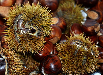 Close-up of Spiky Chestnut Burrs and Glossy Nuts
