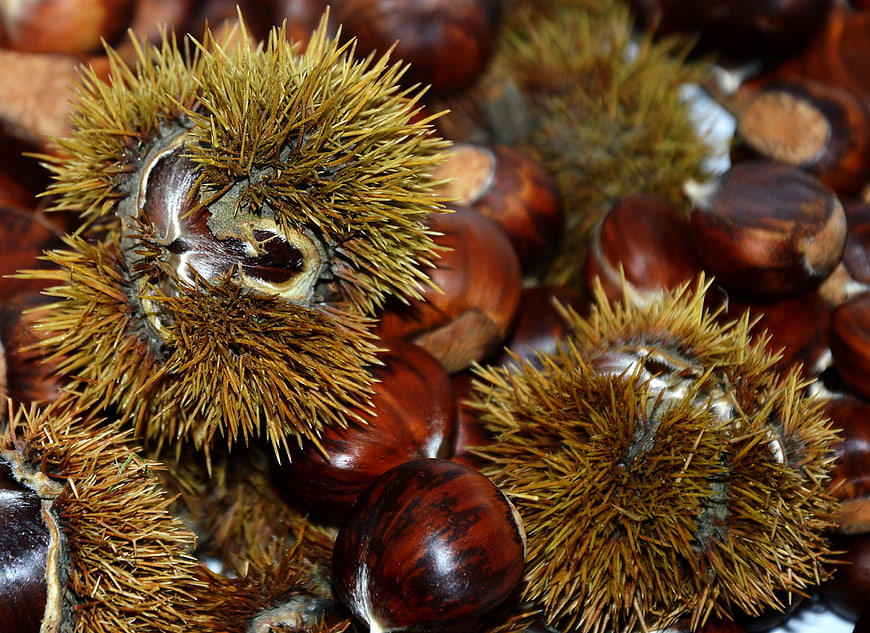 Close-up of Spiky Chestnut Burrs and Glossy Nuts