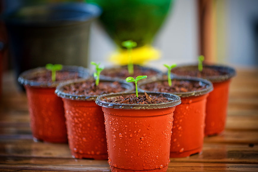 Young Seedlings in Red Plastic Pots on Wooden Surface