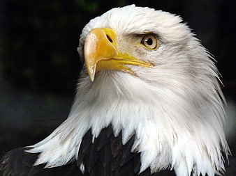 Close-up portrait of a bald eagle head with yellow beak