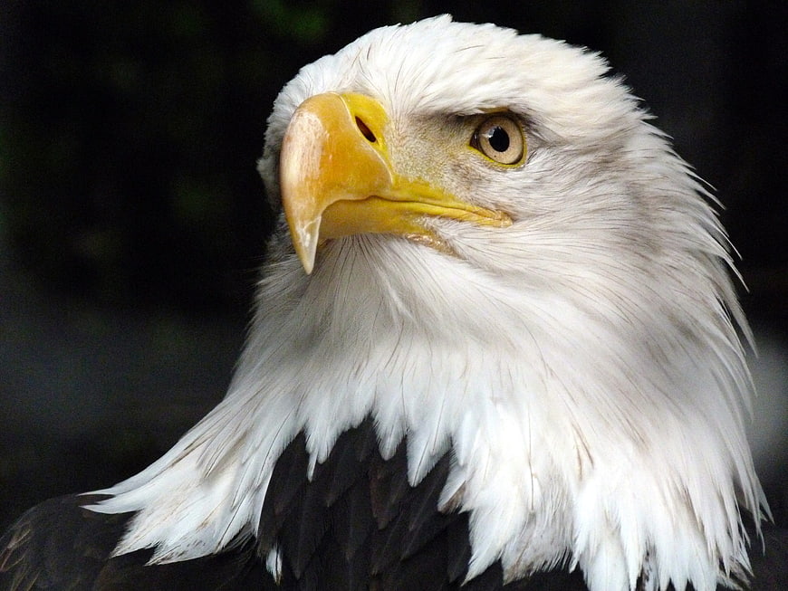 Close-up portrait of a bald eagle head with yellow beak
