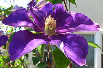 Vibrant Purple Clematis Flower Close-Up in Garden