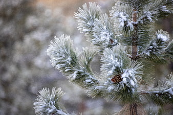 Close-up of Snowy Pine Branches with Pinecone