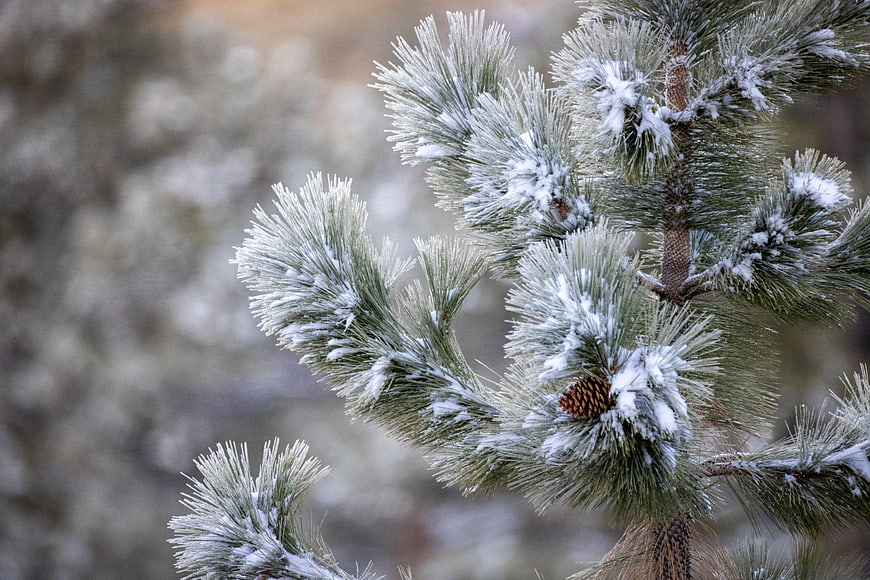 Close-up of Snowy Pine Branches with Pinecone