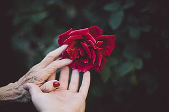 Senior hand holding red rose with younger hand