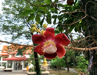 Vibrant Red Cannonball Tree Flower in Thai Temple Garden