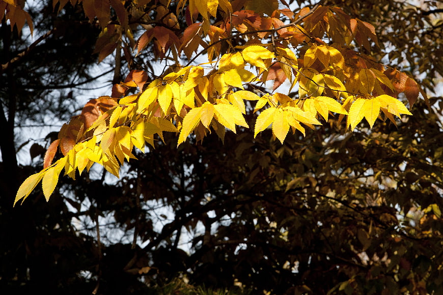 Sunlit Yellow Autumn Leaves on a Branch