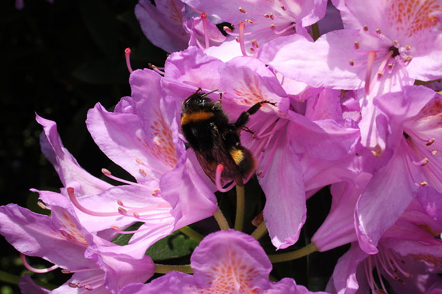Bumblebee Pollinating Pink Rhododendron Flowers