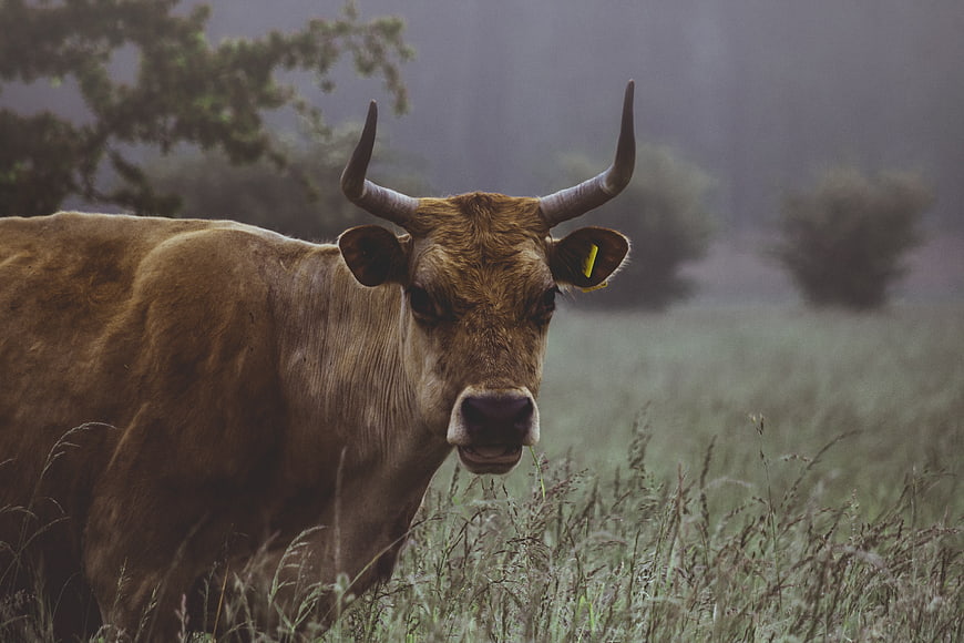Brown cow with horns standing in misty grassy field
