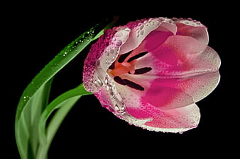 Pink Tulip with Water Droplets on Black Background