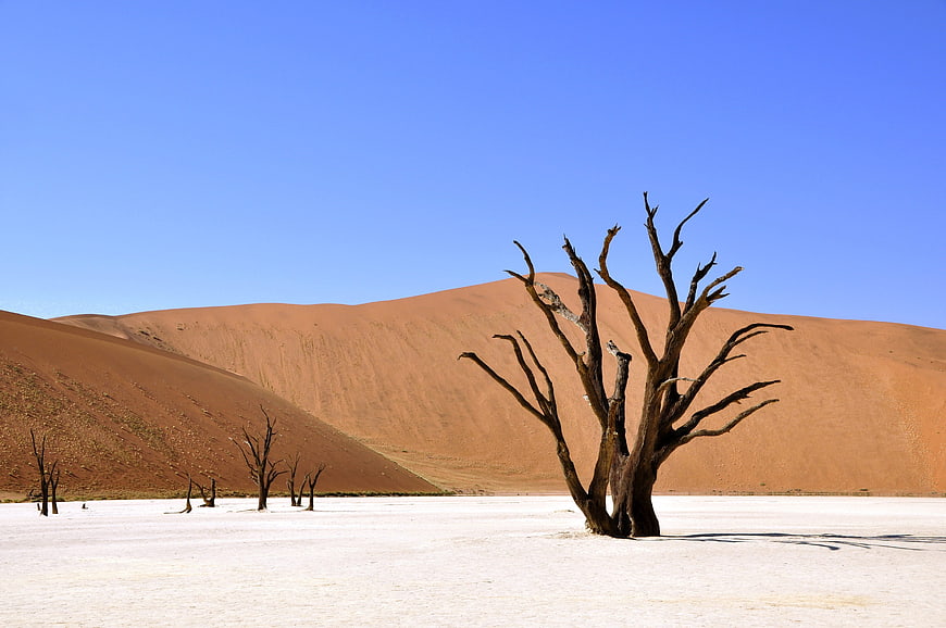 Dead Tree in White Clay Pan with Red Sand Dunes