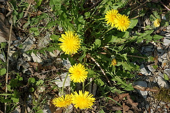 Bright yellow dandelions blooming in rocky spring soil
