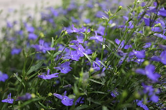 Close-up of vibrant purple lobelia flowers in a garden