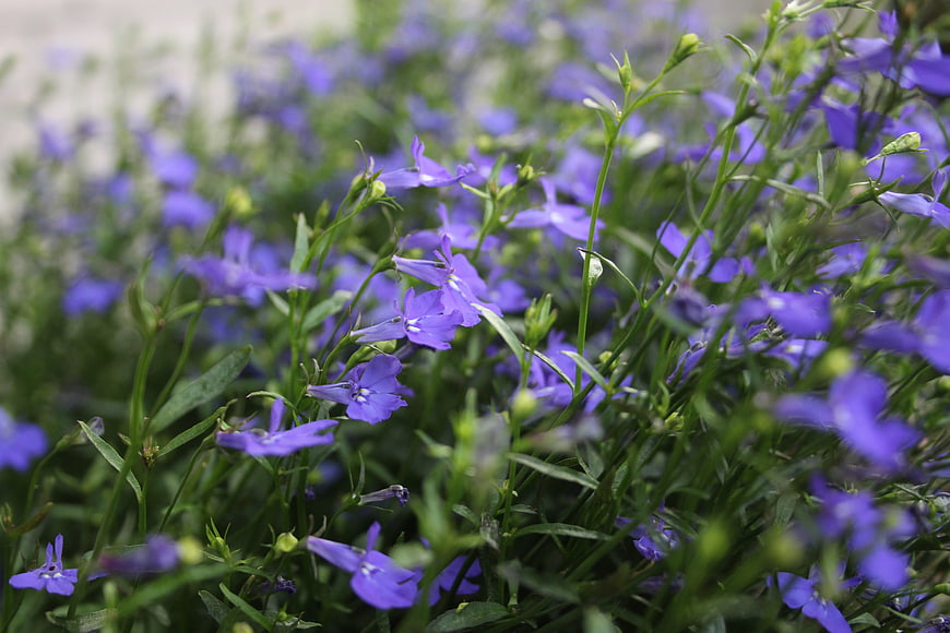 Close-up of vibrant purple lobelia flowers in a garden