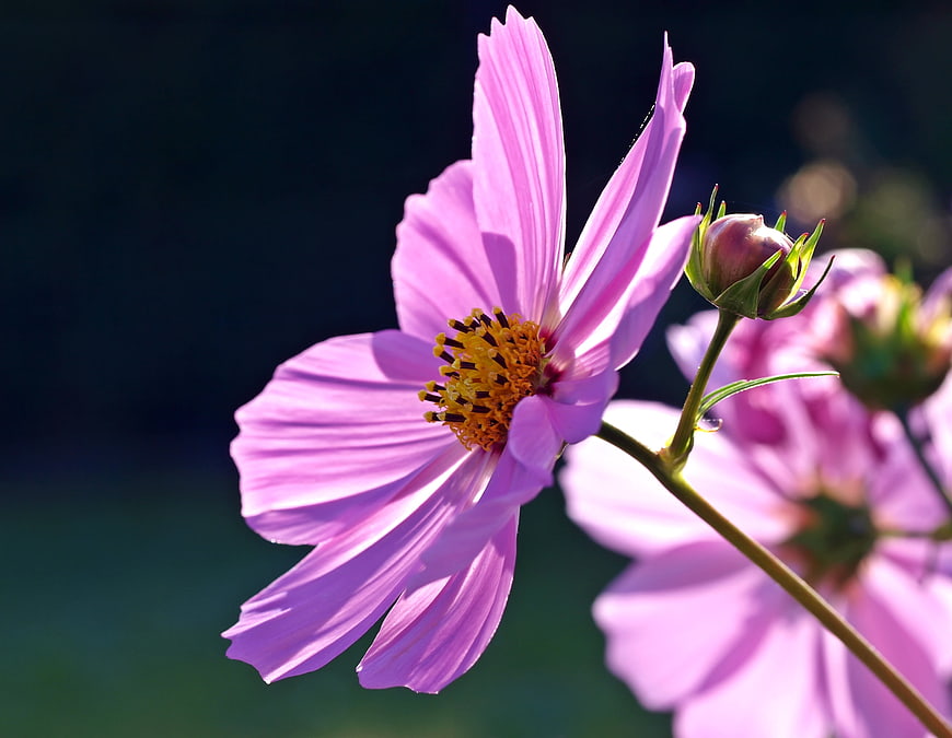 Close-up of a pink cosmos flower with yellow center